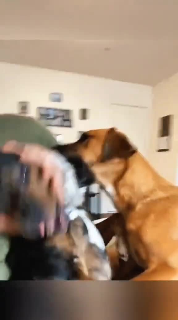 Funny animals