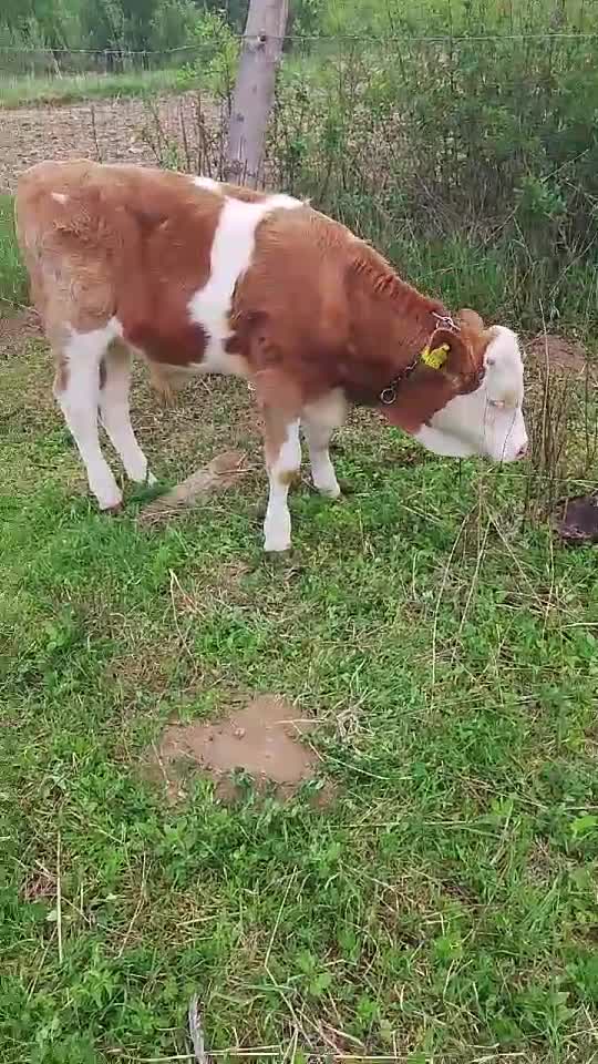 Tody va salută