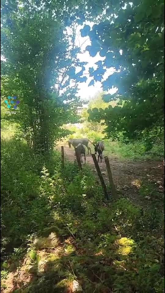 Video de @gupiuser150764