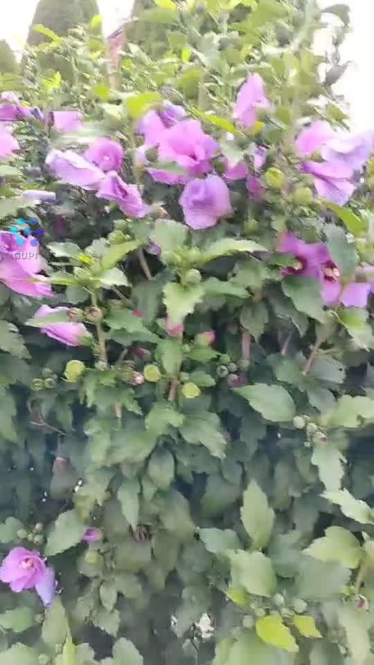 🌺🌺🌺