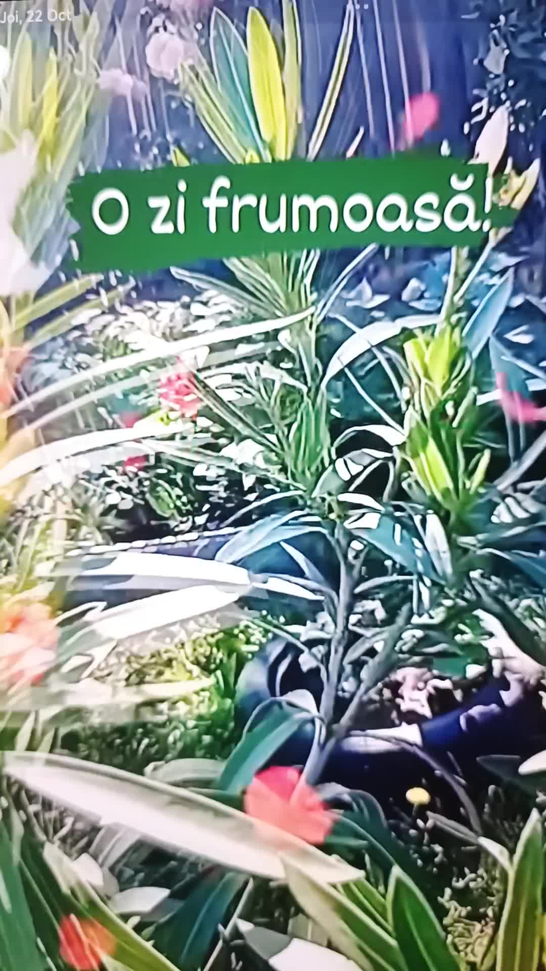 Video de @gupiuser868790