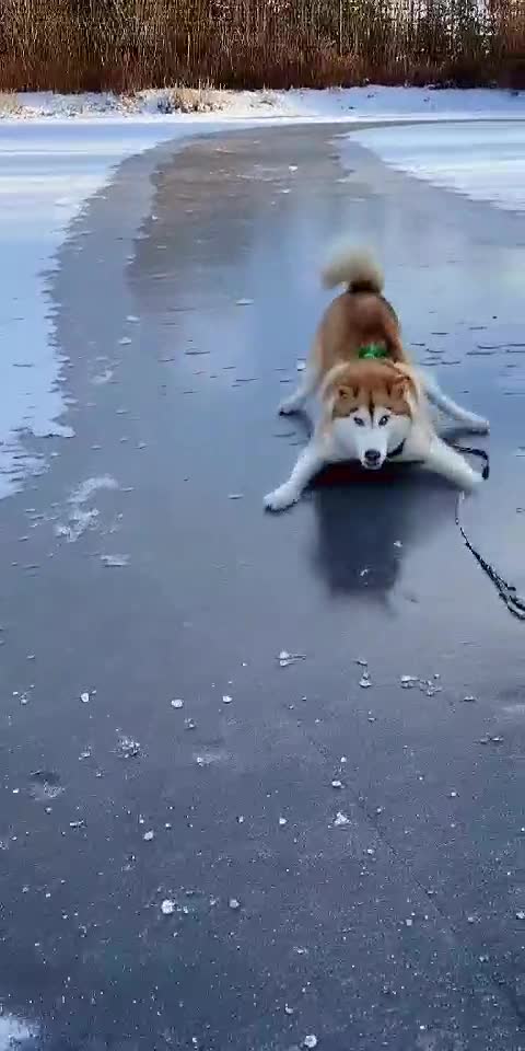 Pup's Hilarious Ice Skating Fail on Slippery Floor! 😂🐕🧊