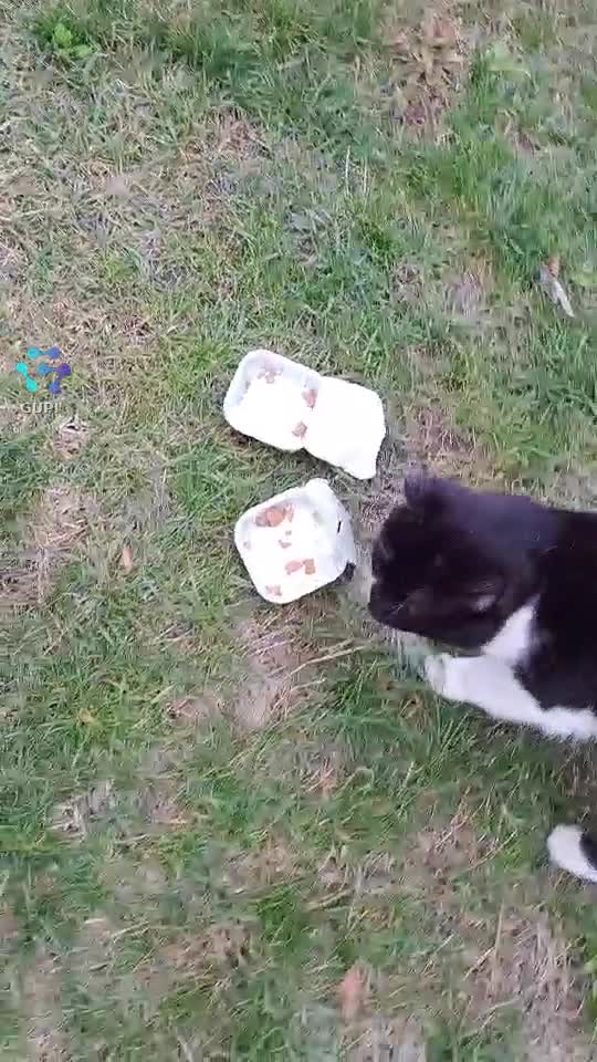 Video de @gupiuser351313