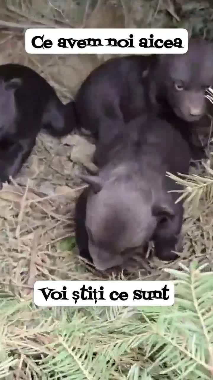 Ursuleți drăgălași!!