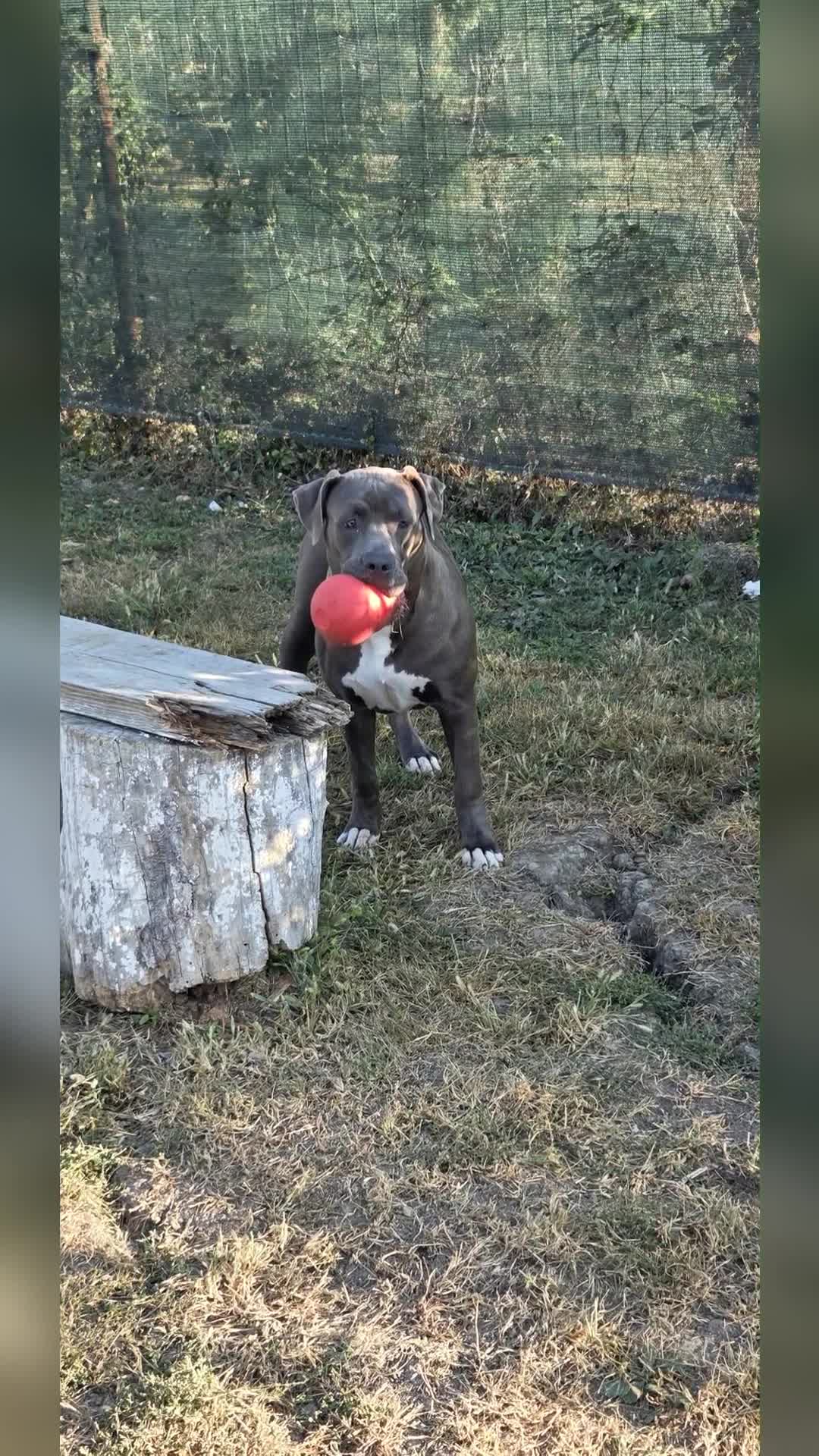 femela american bully xl disponibilă