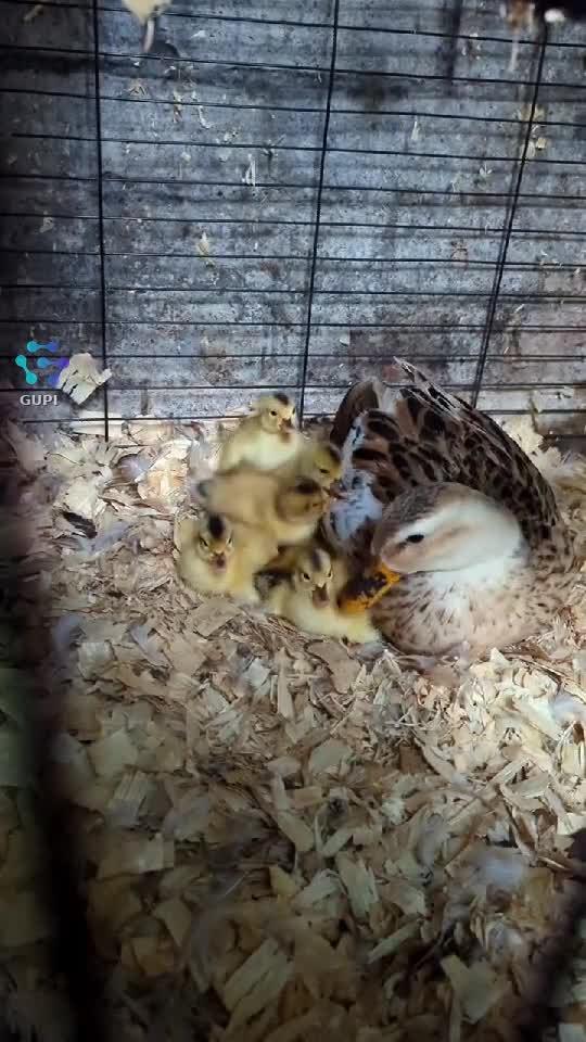 Video de @gupiuser573596