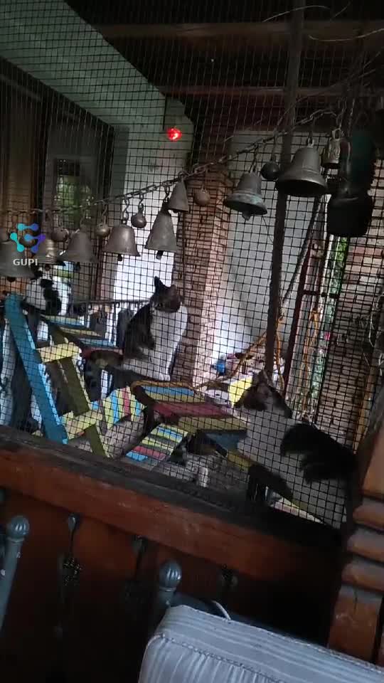 Video de @gupiuser164981
