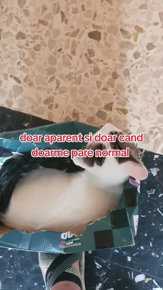 oreo si rituţ😜