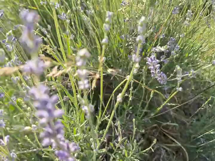 pernite antistres cu lavanda bio 0740285191