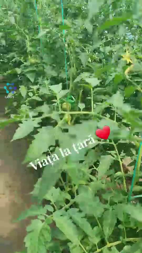 Video de @DOINA💖🌹😘