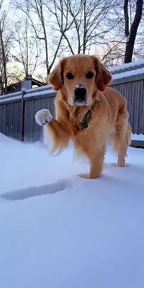 Dog Refuses to Walk in Snow 🐶❄️