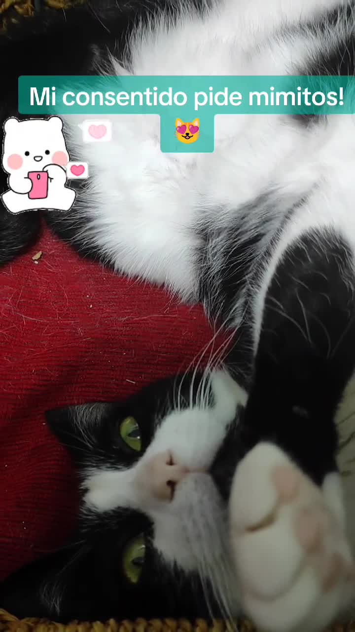 Unul din cei doi pisoi ai mei, alintatul Athos! 😍🤗