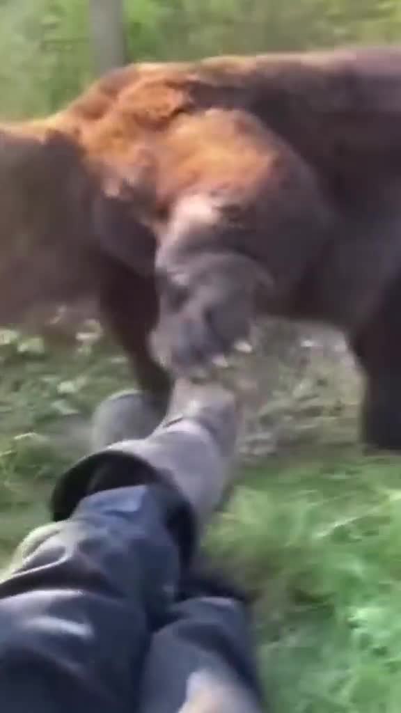 atacul ursului la cizmă 😱😅