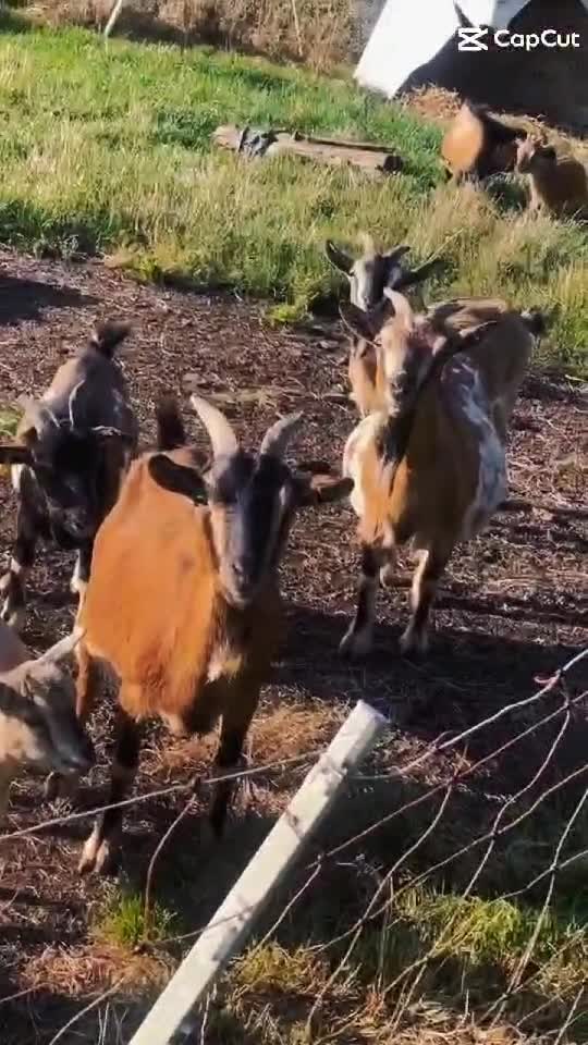 #animals