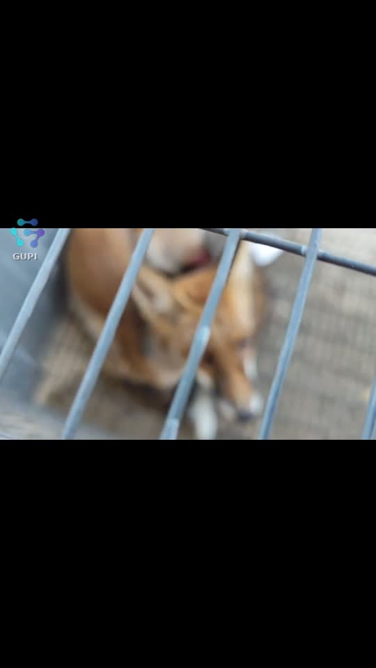 Video de @gupiuser156147
