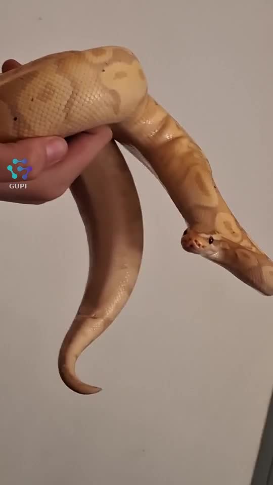 Sarpele!