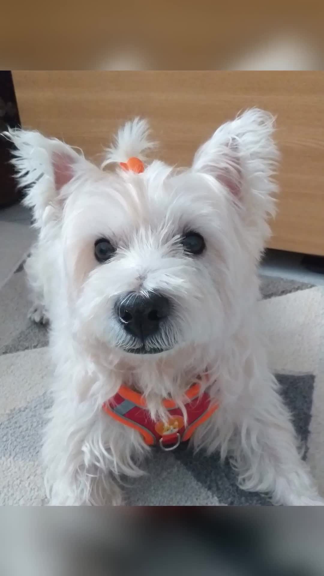 Buna ziua tuturor! 
Adaug aici reutilizarea plasturilor pentru animalutul nostru de companie (Westie terrier ) care a avut o dermatita destul de profu