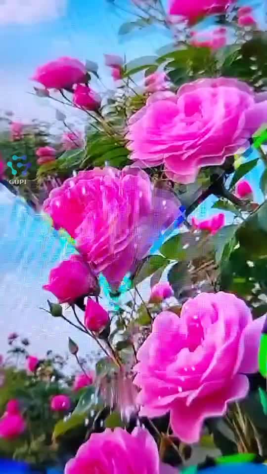 🌺🌺🌺🌺🌺