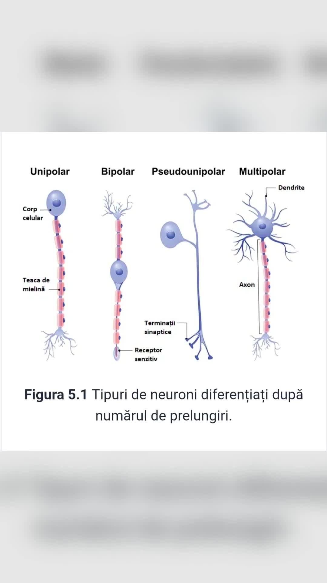 Raportat la forma și dimensiunea neuronilor, aceștia sunt foarte diferiți
