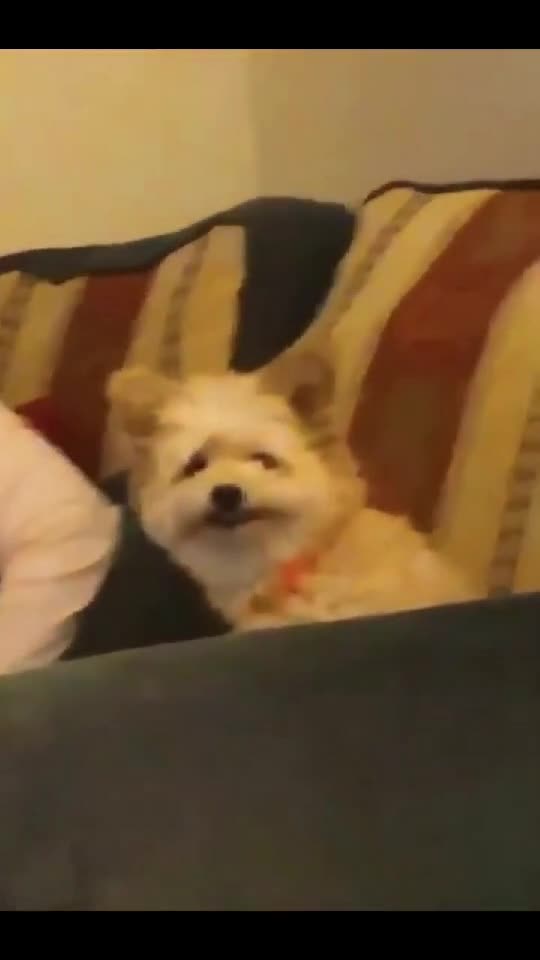 🐶 Dog Smile Face 🙂| Happy Pet Reaction - Smart Animals 🤣    👇🏼 YouTube.com/@GeorgeChristmas