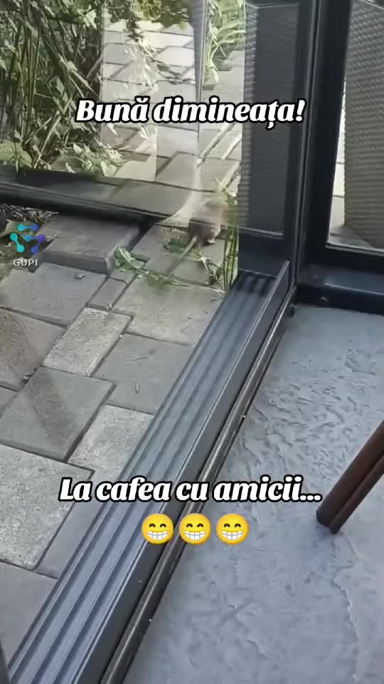 Video de @gupiuser144503