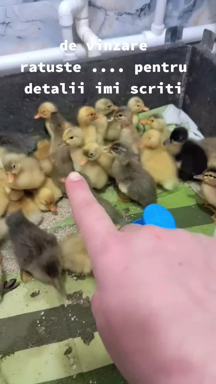 de vinzare