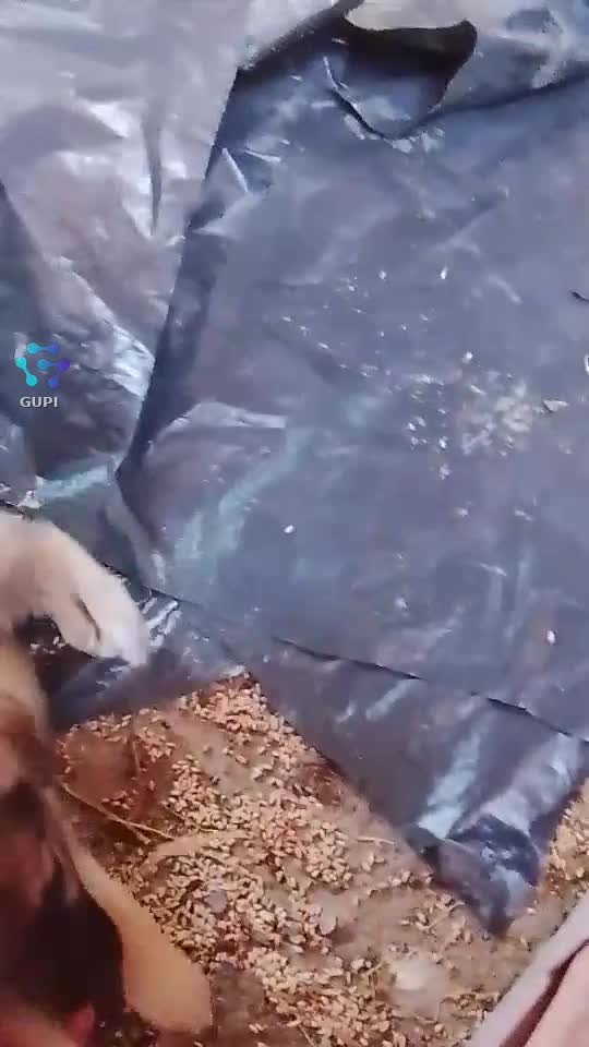 Noul animal de companie