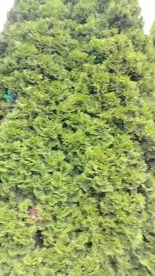 🌿🌿🌿🌿
