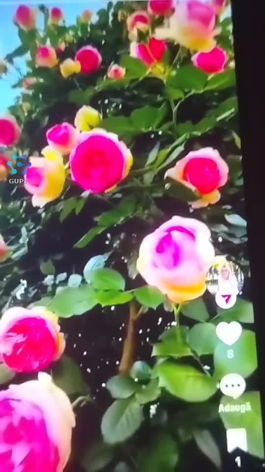 Trandafirii pentru voi Prieteni !🌹🌹🌹