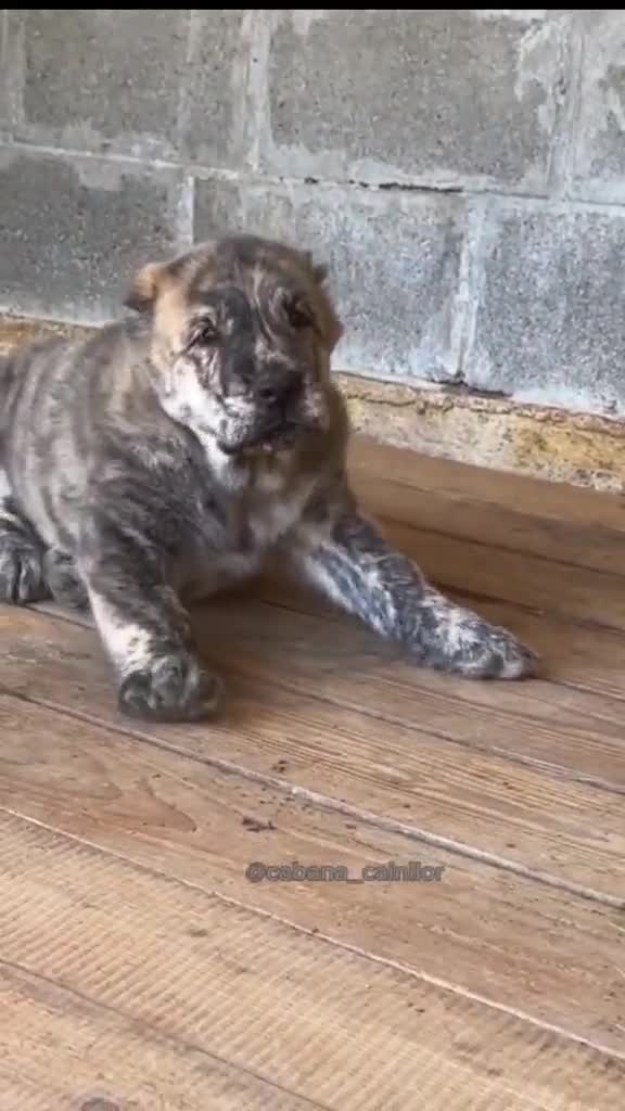Cățeluși tigrați de Asia Centrală / when you look like a tiger... From Big Sao Mi