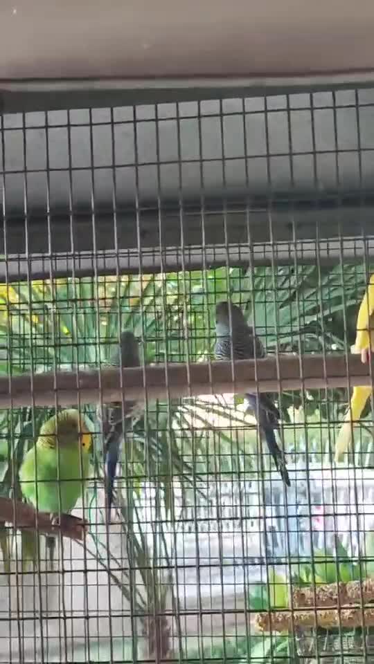 Papagalii 😊