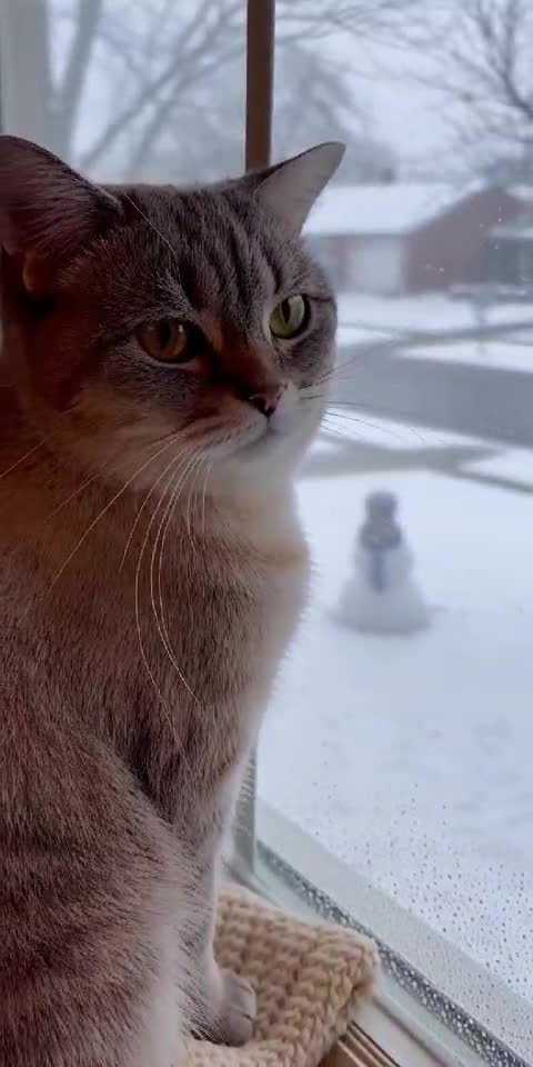 Cat Judges Winter Like It Personally Offended Her! 😾👀❄️