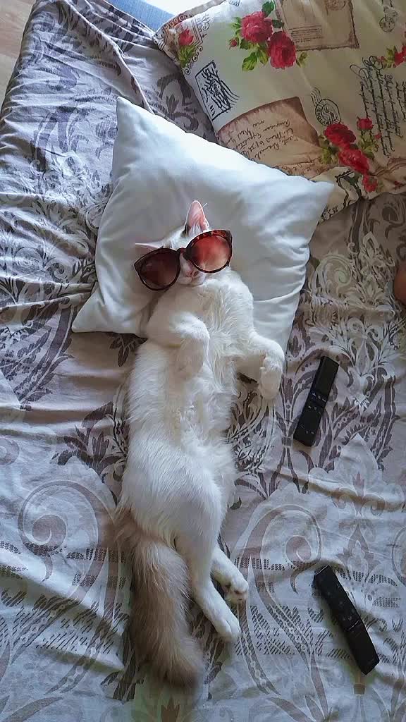 #catlove