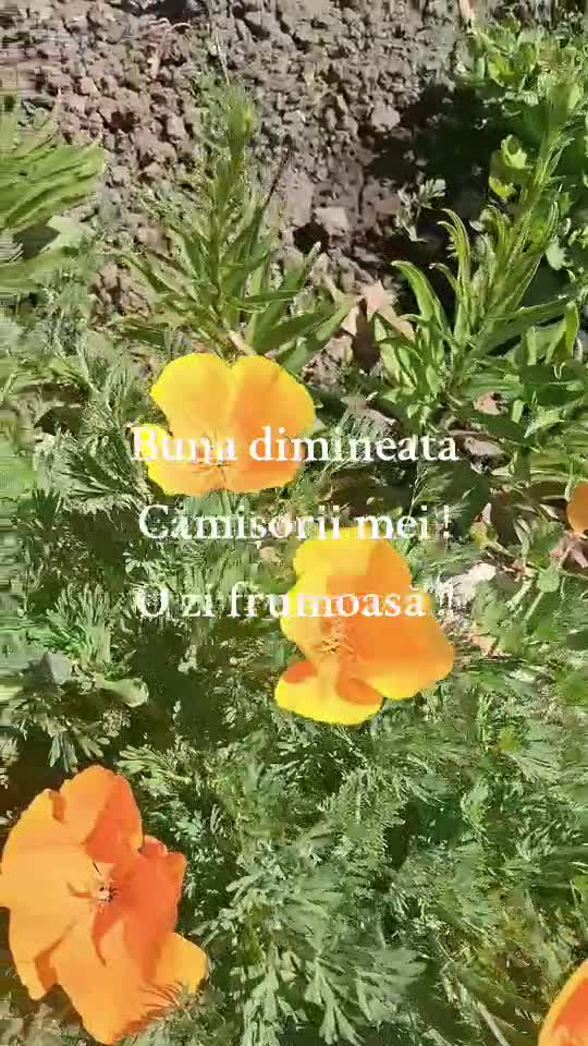 Original Sound - Camelia  Dumi🦅 