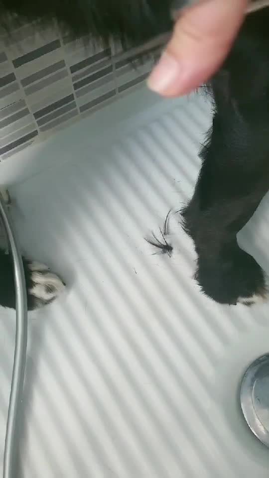 oreo 🥰