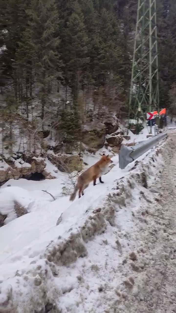🦊🦊🦊