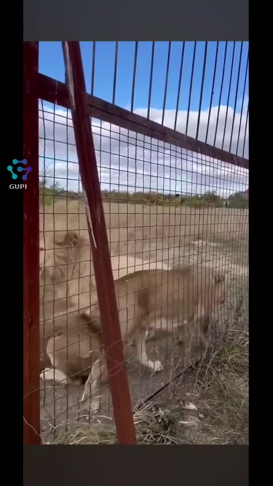 Video de @gupiuser397688