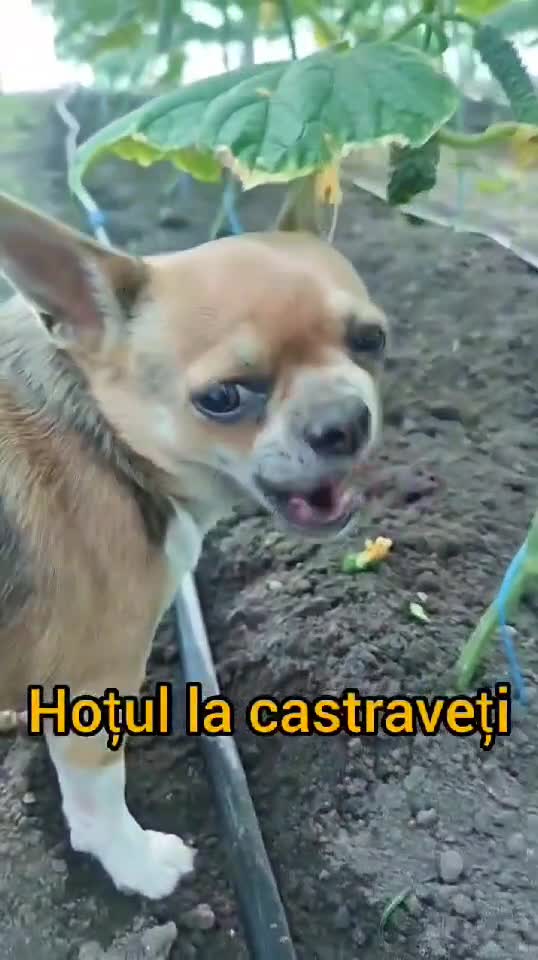 Cand credeai ca le-ai vazut pe toate 🤣
