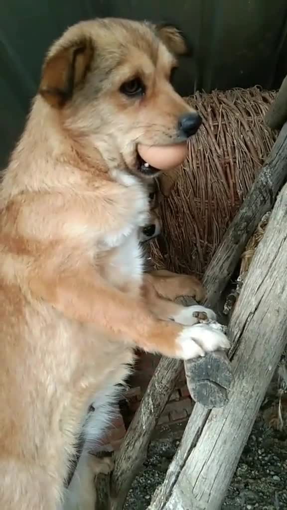 catelus cu parul cret,,,,,🤣