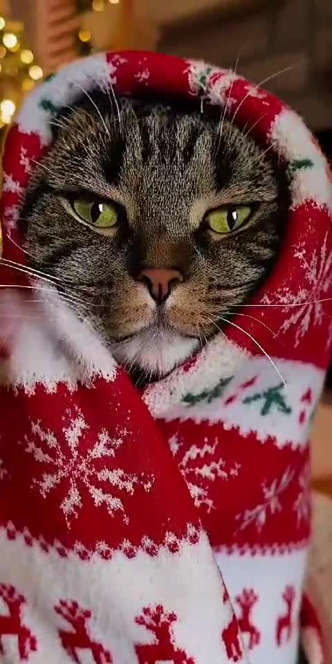 Cat Wrapped Like a Burrito 🎄😹