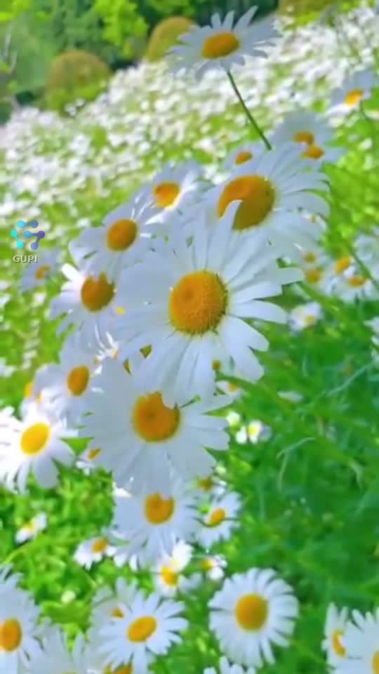 Video de @gupiuser319769