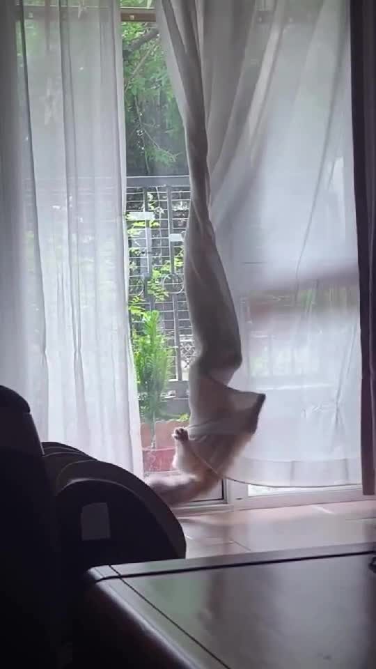 😺 Unlucky Cats 🤭| Funny Kitten Moments - Hilarious Viral Videos 🐈    👇🏼 YouTube.com/@GeorgeChristmas