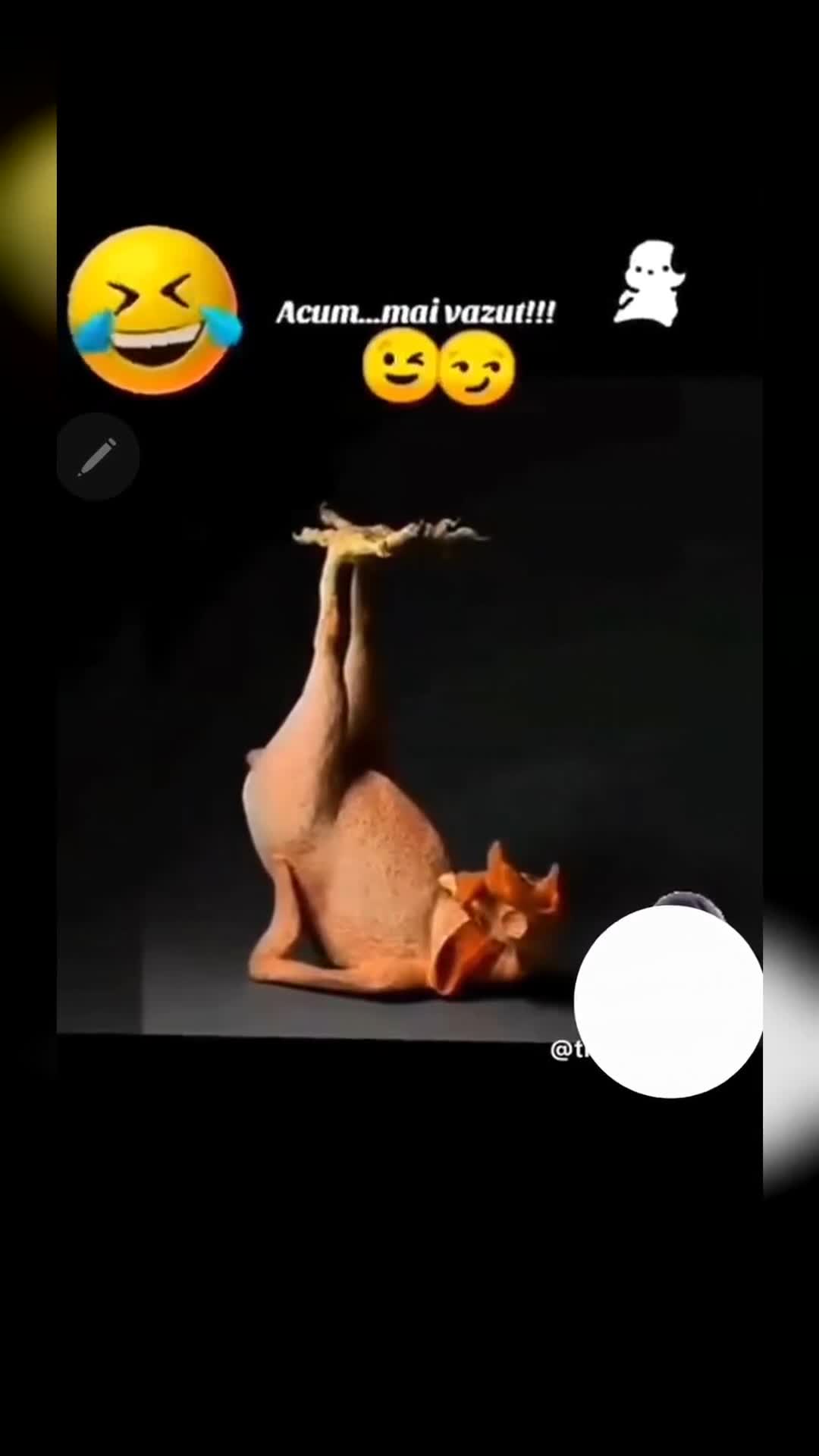 Video de @gupiuser986635
