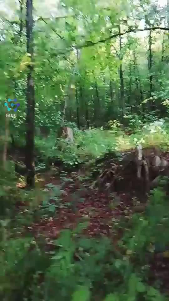 Video de @gupiuser155431