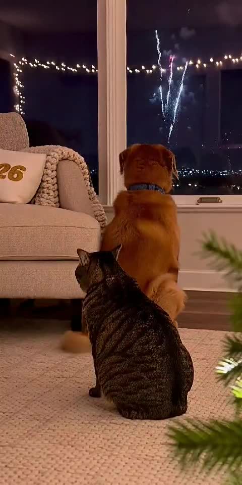 Dog Parties Hard for 2026... Cat Is Already Over It! 😂🐶😾🎆