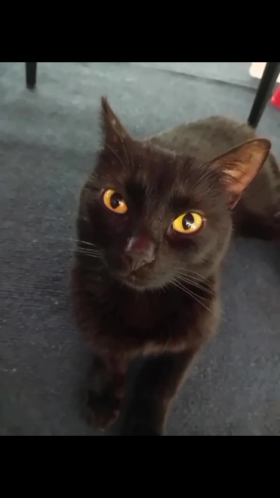 cat neagră