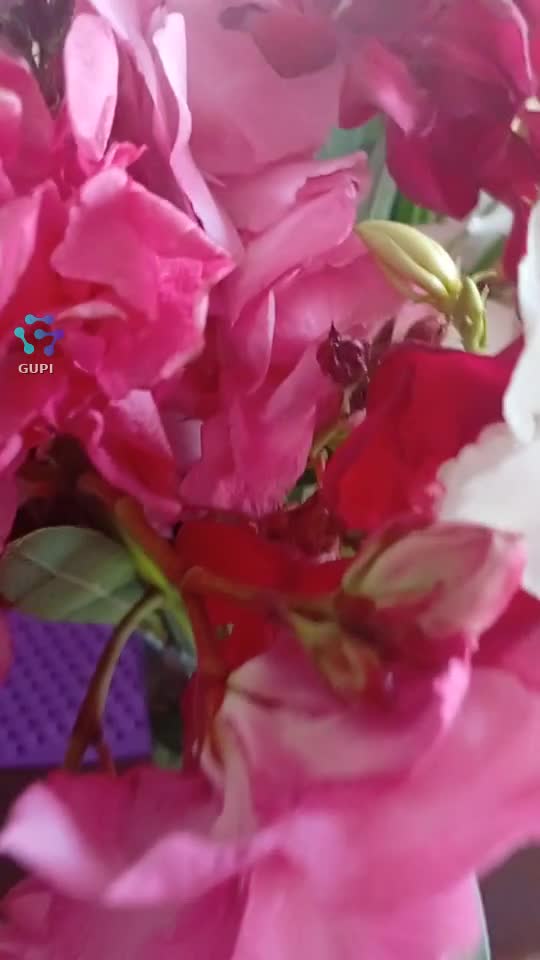 Video de @gupiuser158256