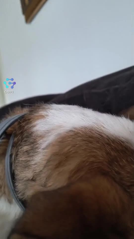 Video de @gupiuser164981