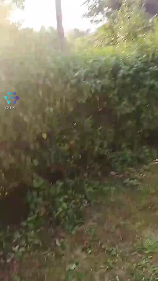Video de @gupiuser155431