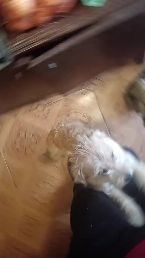 cățeluși mei ❤️